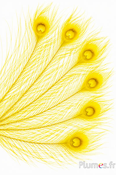 Paon bleu - blanchi - 50-60 cm - jaune